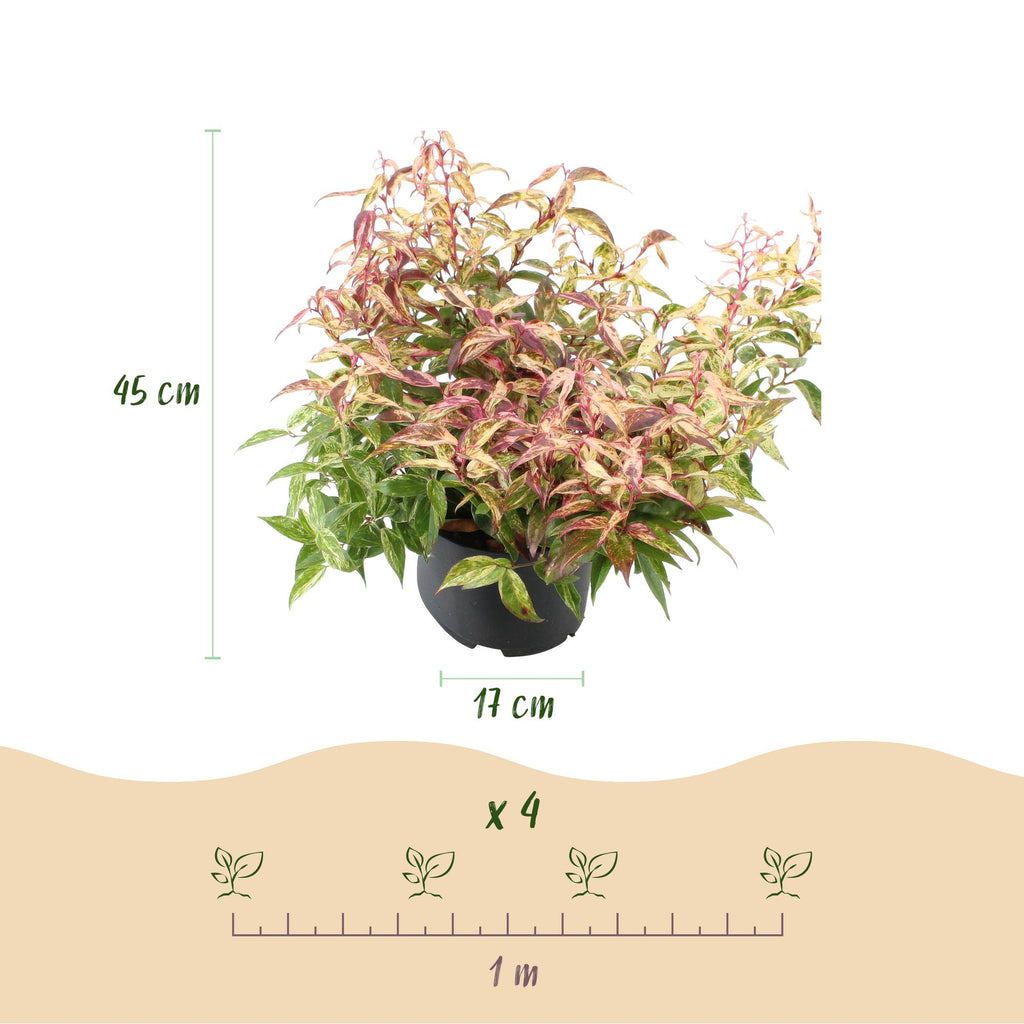 Leucothoe 'Makijaz' (brun) – 2 planter, Ø17 cm, 45 cm høj – billede 3