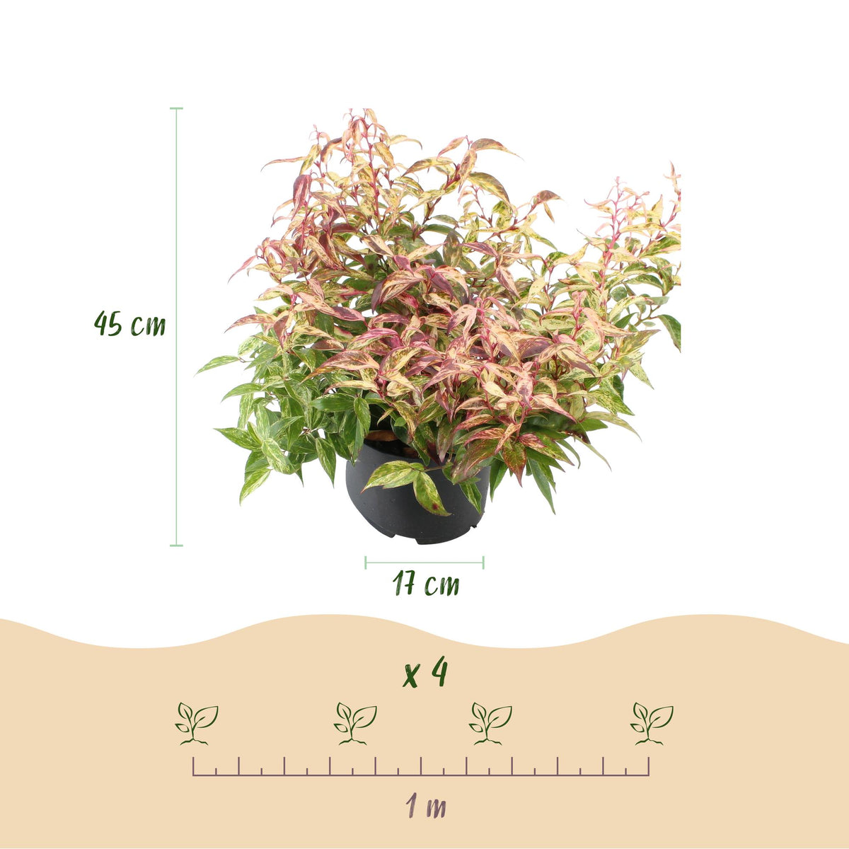 Leucothoe 'Makijaz' (brun) – 2 planter, Ø17 cm, 45 cm høj – billede 3
