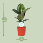 Ficus elastica Robusta (plante caoutchouc) – Ø17 cm, 55 cm de haut – art. 15949