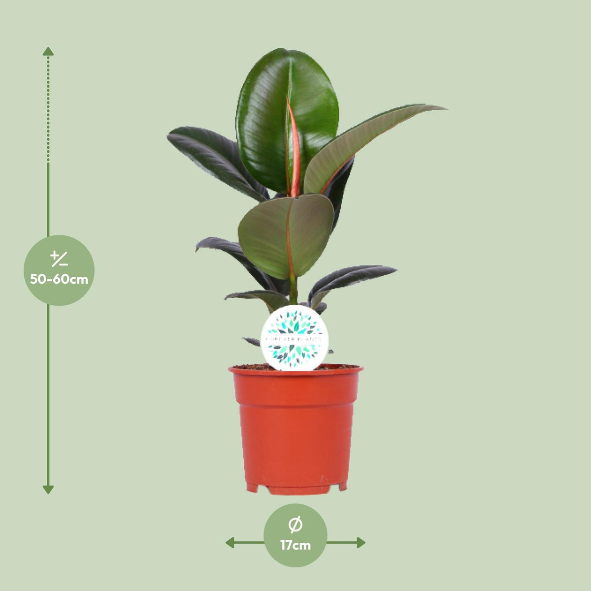Ficus elastica Robusta (rubberplant) – Ø17 cm, 55 cm hoog – art. 15949