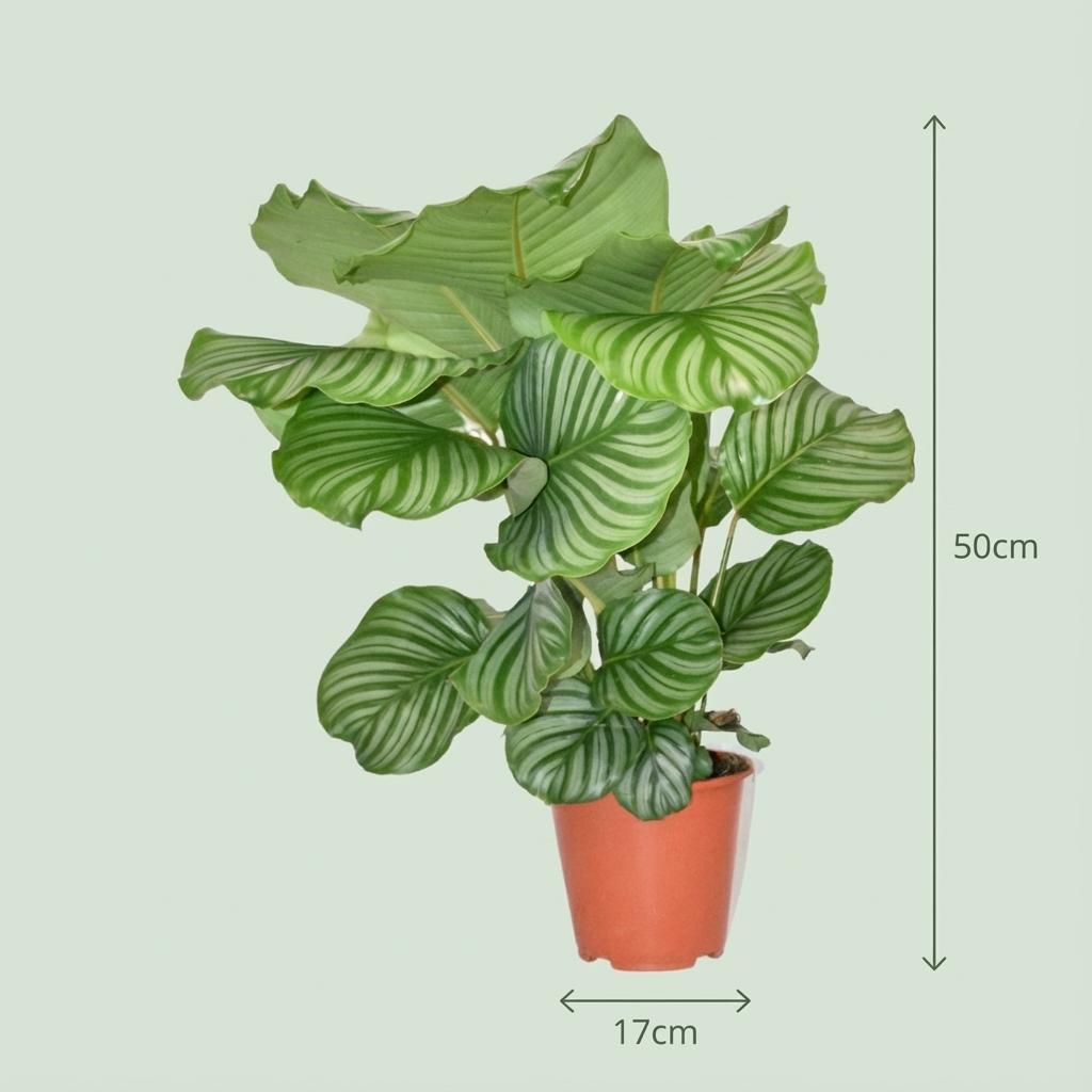Calathea orbifolia – Ø 19 cm, 60 cm hoch