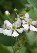 Rubus fruticosus 'Thornless Evergreen' (dornlose Brombeere) – Ø13 cm, 45 cm hoch