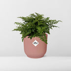 Asplenium Parvati i ELHO Vibes Fold 14 cm rosa (fågelvägg) – 25 cm hög