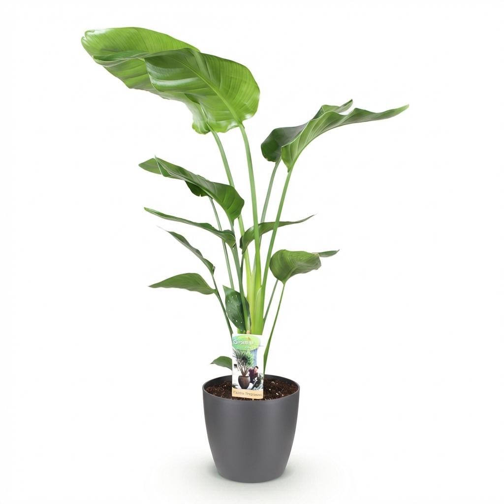 Strelitzia nicolai (weiße Paradiesvogelblume) im grauen Übertopf – Ø 21 cm, 110–120 cm hoch – Bild 2