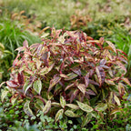 Leucothoe 'Makijaz' (brun) – 2 planter, Ø17 cm, 45 cm høj