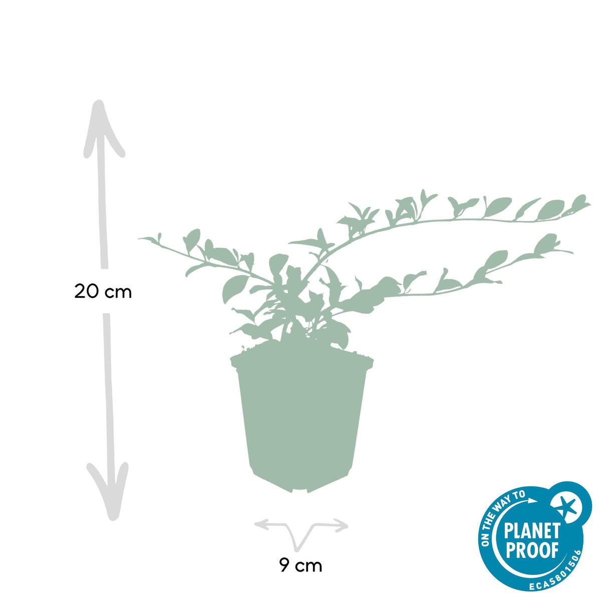 Cotoneaster dam. 'Major' (dwarf cotoneaster) – 60 plants, Ø9 cm, 25 cm high – photo 2