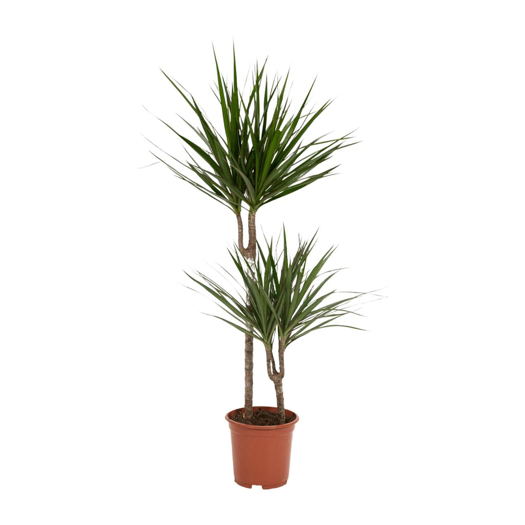 Dracaena marginata (arbre dragonnier) – Ø19 cm, 100 cm de haut