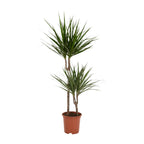 Dracaena marginata (arbre dragonnier) – Ø19 cm, 100 cm de haut