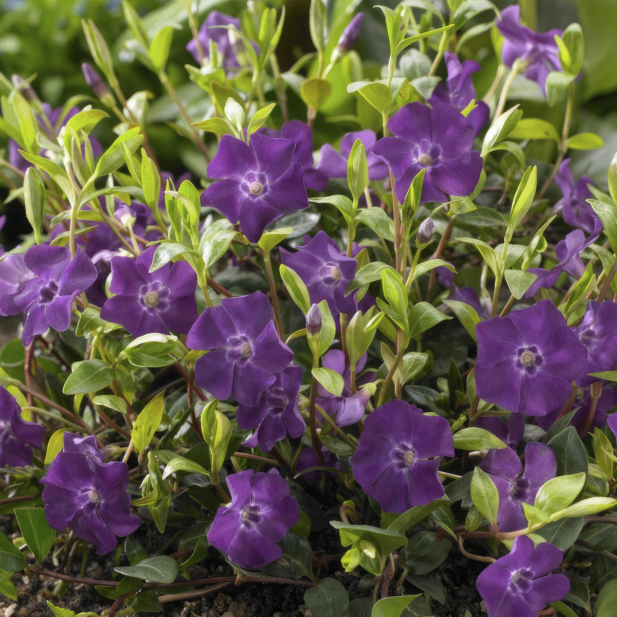 Vinca minor 'Atropurpurea,' (Gewöhnlicher Immergrün) – 6 Pflanzen, Ø9 cm, 10–25 cm hoch – Bild 5