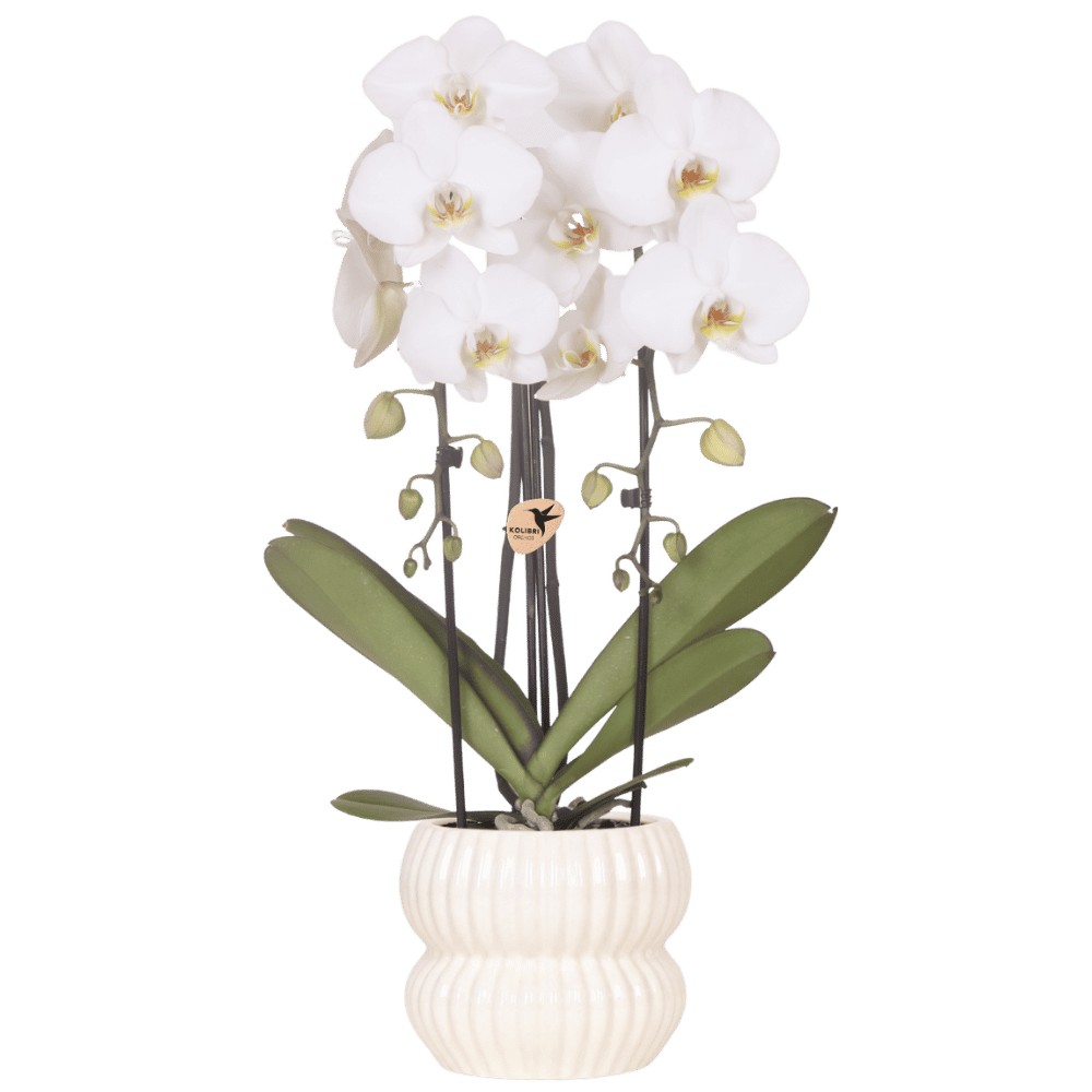 Phalaenopsis 'Niagara Falls' hvid (orkidé) i Horizon-pottedplantepot hvid – Ø12 cm, 52 cm høj