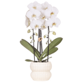 Phalaenopsis 'Niagara Falls' hvid (orkidé) i Horizon-pottedplantepot hvid – Ø12 cm, 52 cm høj