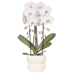 Phalaenopsis 'Niagara Falls' hvid (orkidé) i Horizon-pottedplantepot hvid – Ø12 cm, 52 cm høj