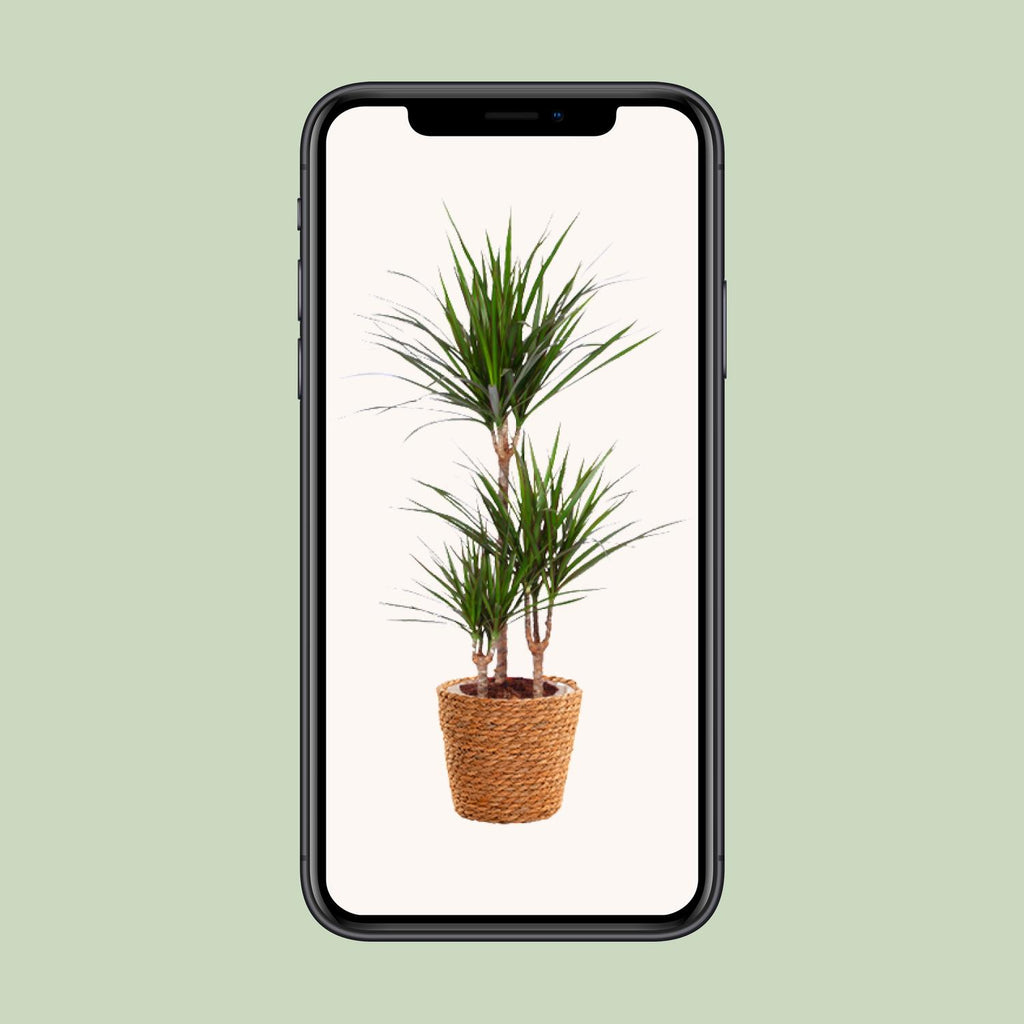 Dracaena marginata (dragebreg) – Ø21 cm, 95 cm høj