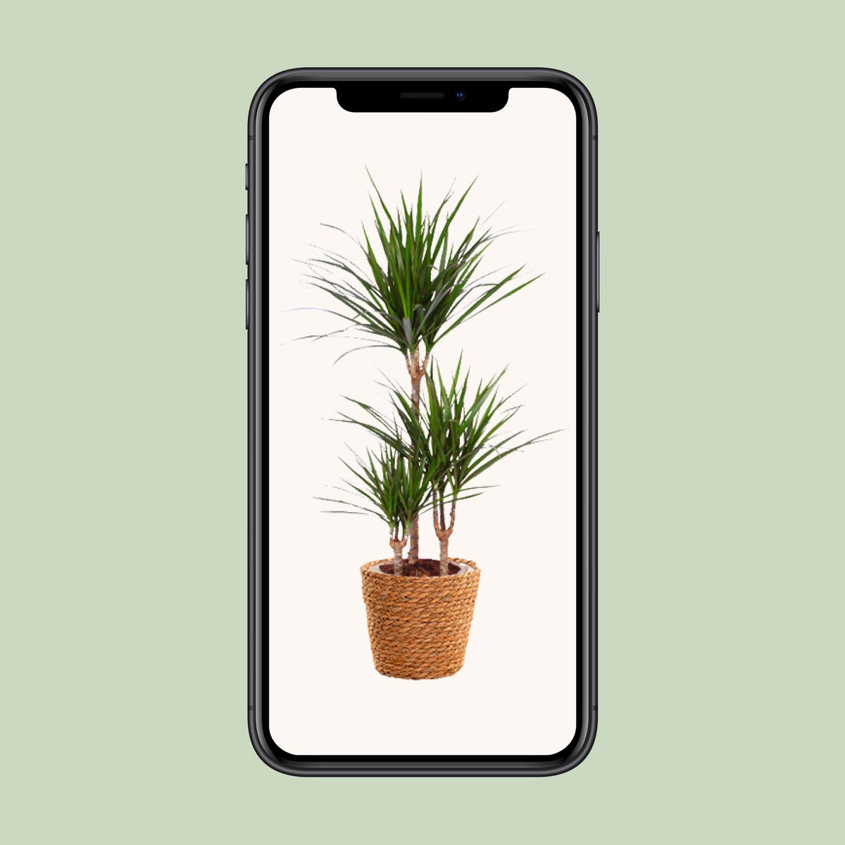 Dracaena marginata (Drachenbaum) – Ø 21 cm, 95 cm hoch