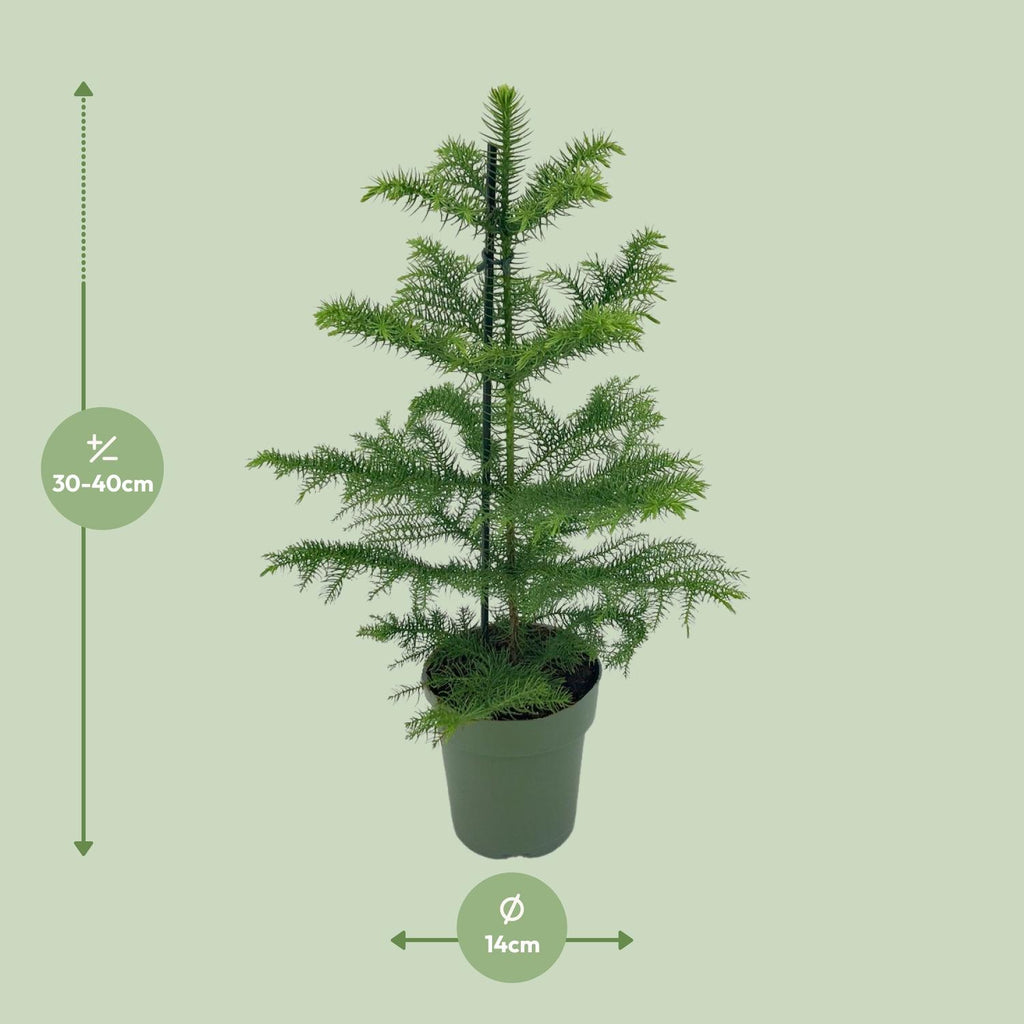 Araucaria Heterophylla (kamerden) – Ø14 cm, 40 cm hoog