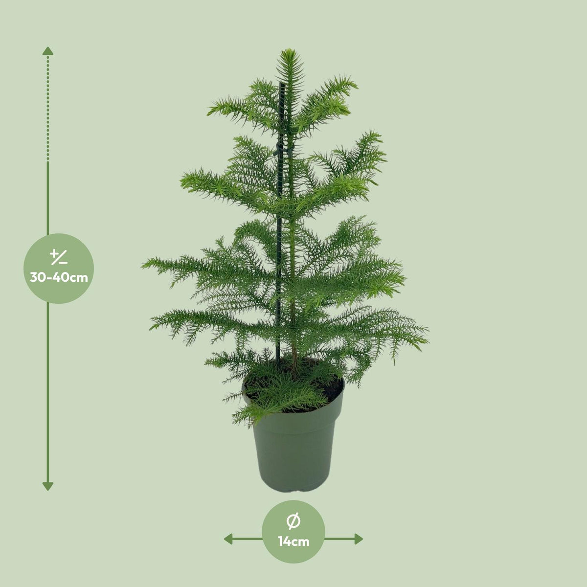 Araucaria Heterophylla (kamerden) – Ø14 cm, 40 cm hoog