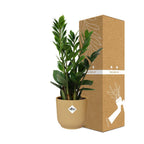 Zamioculcas (plante ZZ) – 40 cm de haut – jaune