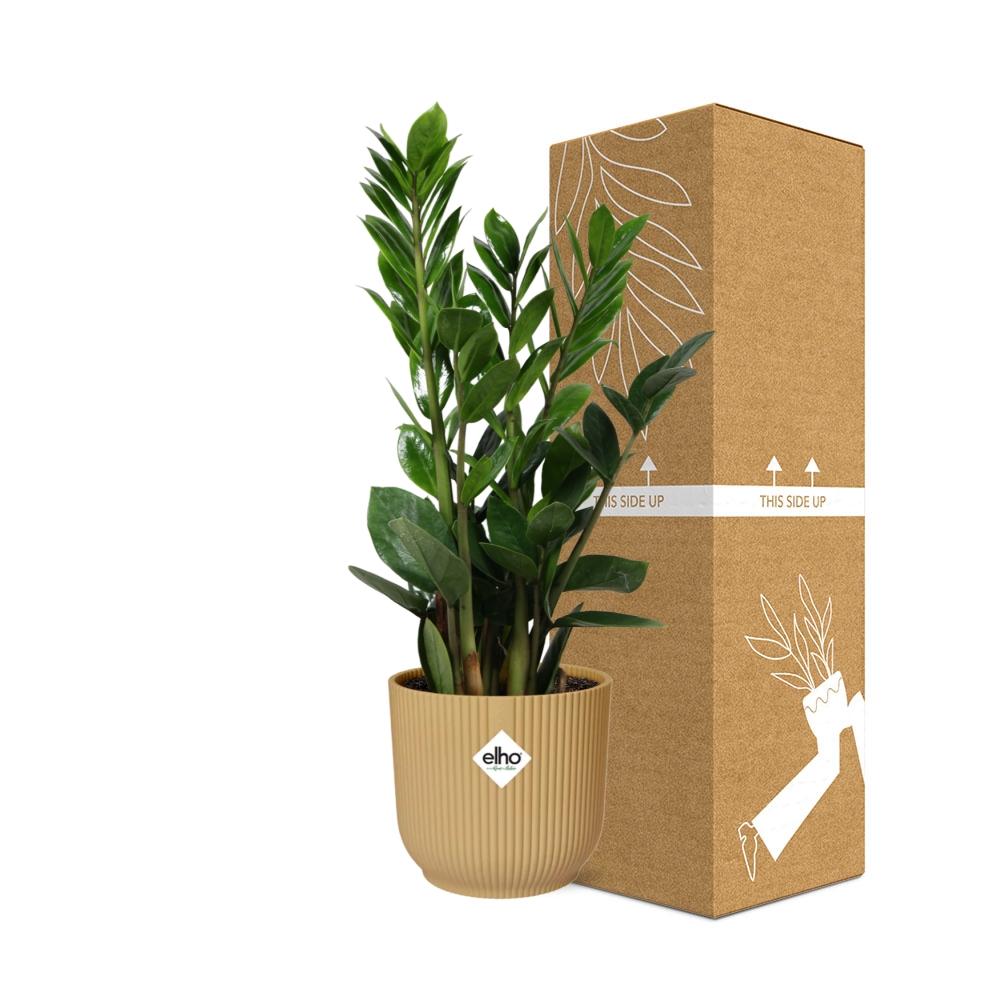 Zamioculcas (zz-plant) – 40 cm hoog – geel