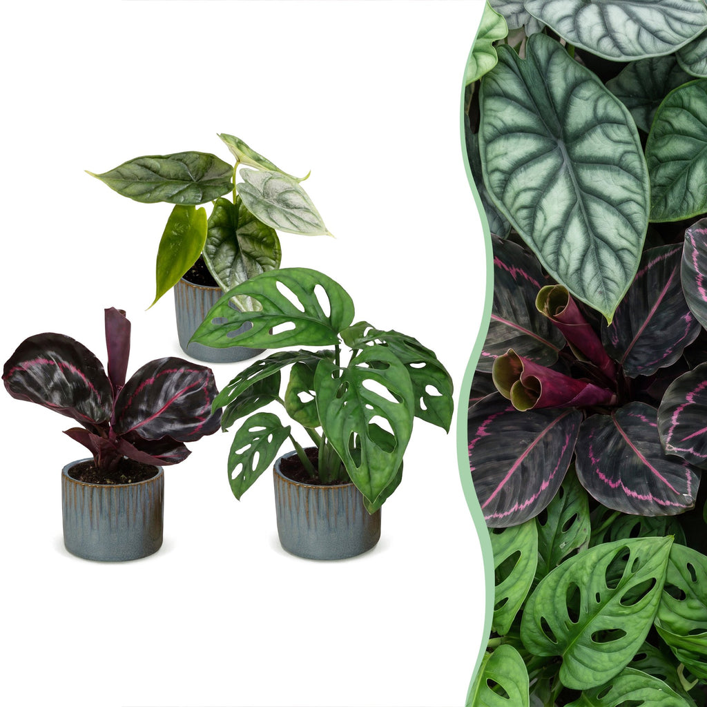 3× Baby Plants Jungle Mix incl. Linnea Misty Blue – Ø6 cm, 10–15 cm tall