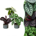 3× Baby Plants Jungle Mix incl. Linnea Misty Blue – Ø6 cm, 10–15 cm tall
