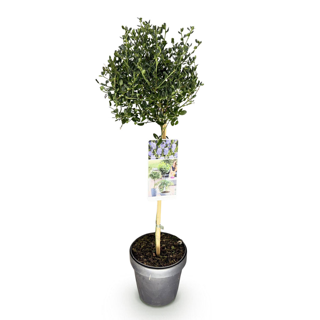 Ceanothus impressus 'Victoria' (Amerikaanse sering) op stam – Ø19 cm, 90 cm hoog