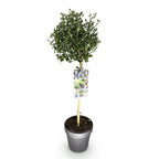 Ceanothus impressus 'Victoria' (Amerikaanse sering) op stam – Ø19 cm, 90 cm hoog