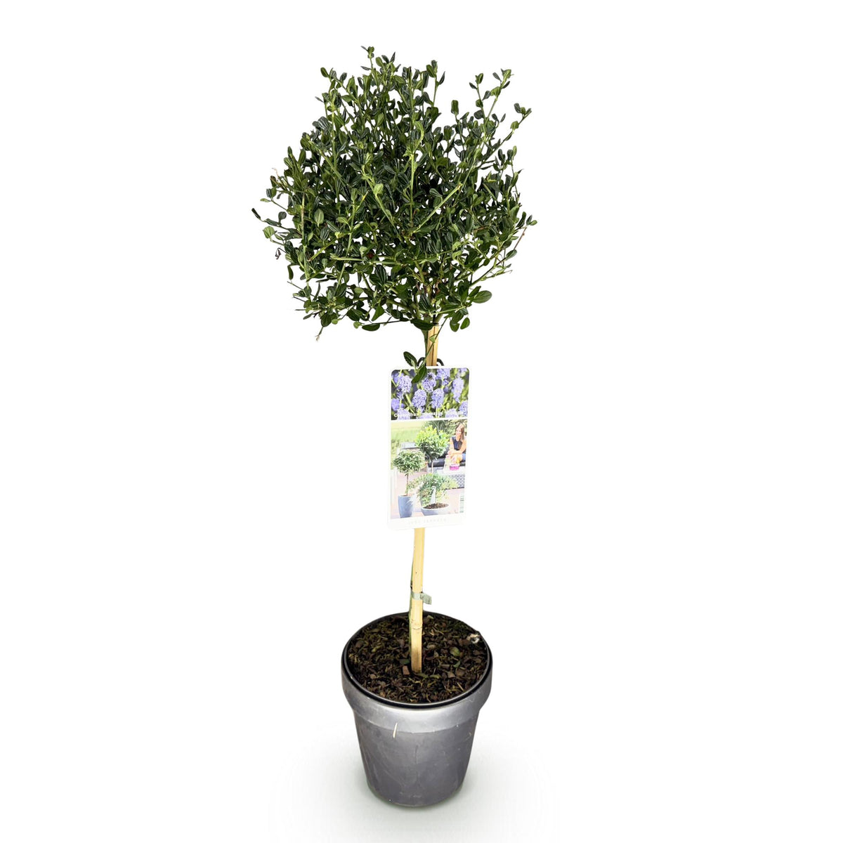 Ceanothus impressus 'Victoria' (Amerikaanse sering) op stam – Ø19 cm, 90 cm hoog