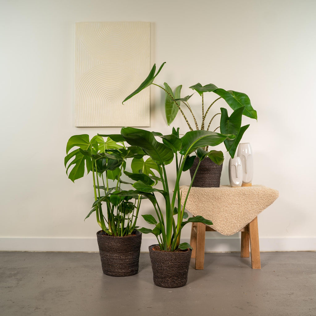 Strelitzia nicolai (Monstera) – Ø21 cm, 75 cm høj