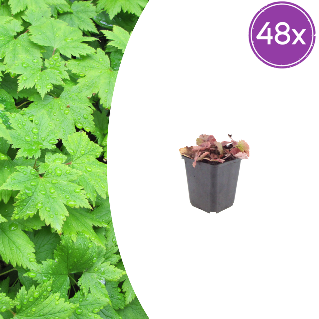 Tiarella cordifolia (tiare à feuilles cordées) – 48 plants, Ø9 cm, 10–25 cm de haut