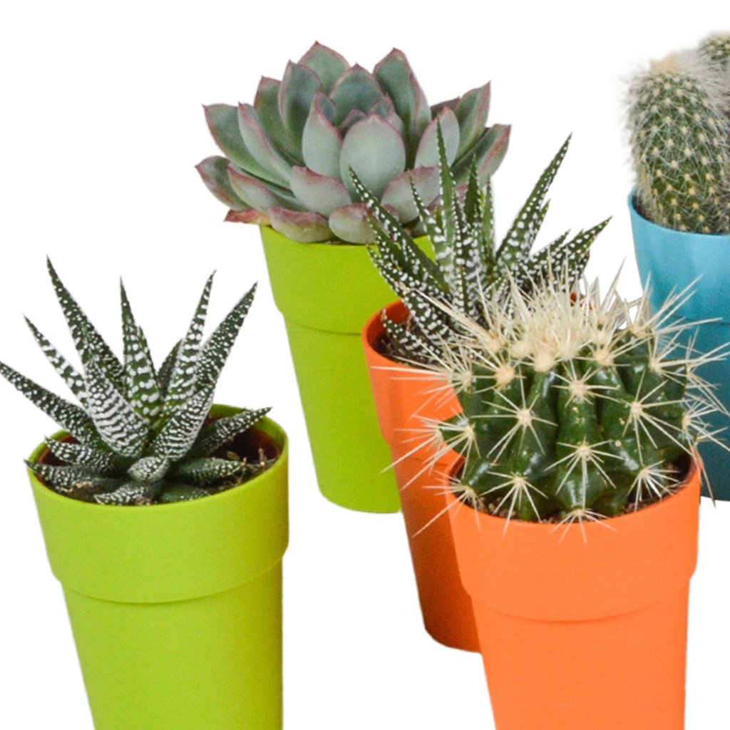 15× Mélange de cactus et plantes grasses (Cactaceae) – Ø6 cm, 13 cm de haut – pot en plastique coloré – photo 15