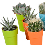 15× Mélange de cactus et plantes grasses (Cactaceae) – Ø6 cm, 13 cm de haut – pot en plastique coloré