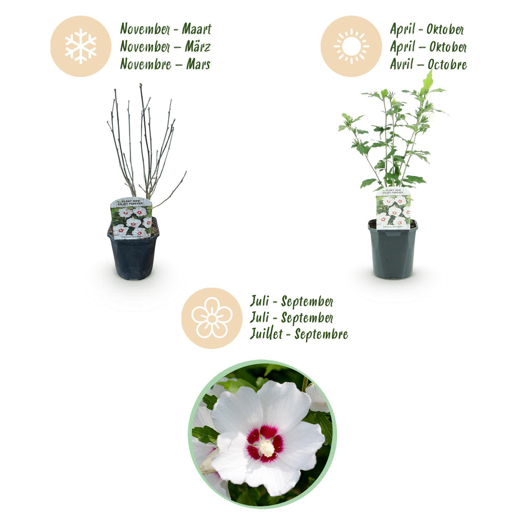 Hibiscus syriacus 'Red Heart' (hibiscus de jardin) – blanc-rouge – 3 plants, Ø17 cm, 45 cm de haut – photo 4