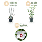 Hibiscus syriacus 'Red Heart' (hibiscus de jardin) – blanc-rouge – 3 plants, Ø17 cm, 45 cm de haut