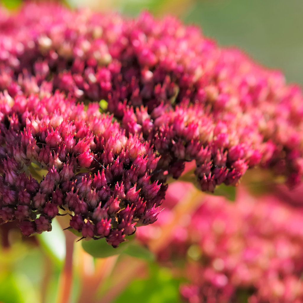 Sedum 'Matrona' (griffe de sorcière) – 24 plantes, Ø9 cm, 10–25 cm de haut – photo 7