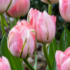 Tulpe 'Double Pink' – 24 Blumenzwiebeln (Zwiebelgröße 11/12)