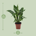 Spathiphyllum Diamond (lepelplant) – Ø12 cm, 40 cm hoog