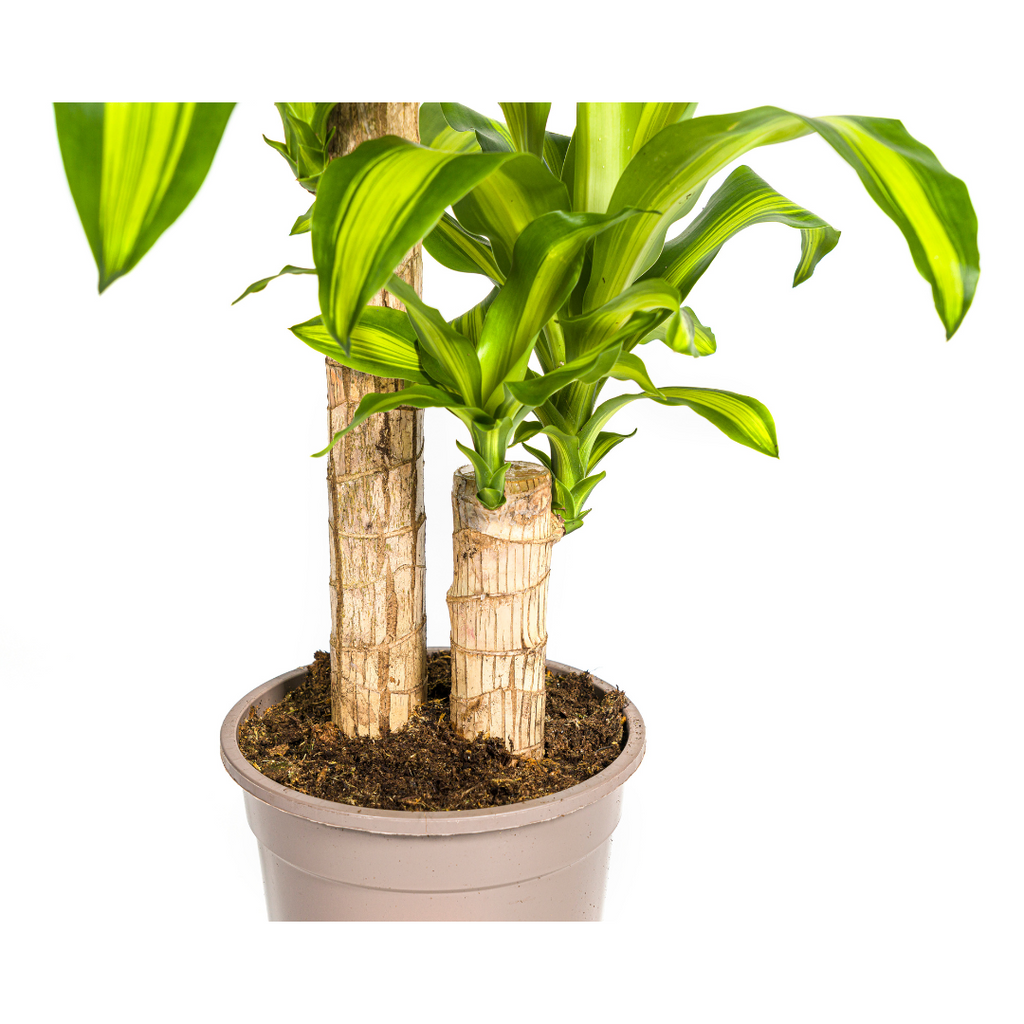 Dracaena fragrans Massangeana (Drachenbaum) – Ø 19 cm, 70–90 cm hoch