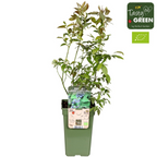 Vaccinium corymbosum 'Reka' (blauwe bes) – Ø13 cm, 30 cm hoog