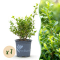 Buxus – 7 Pflanzen, Ø 11 cm, 25–30 cm hoch