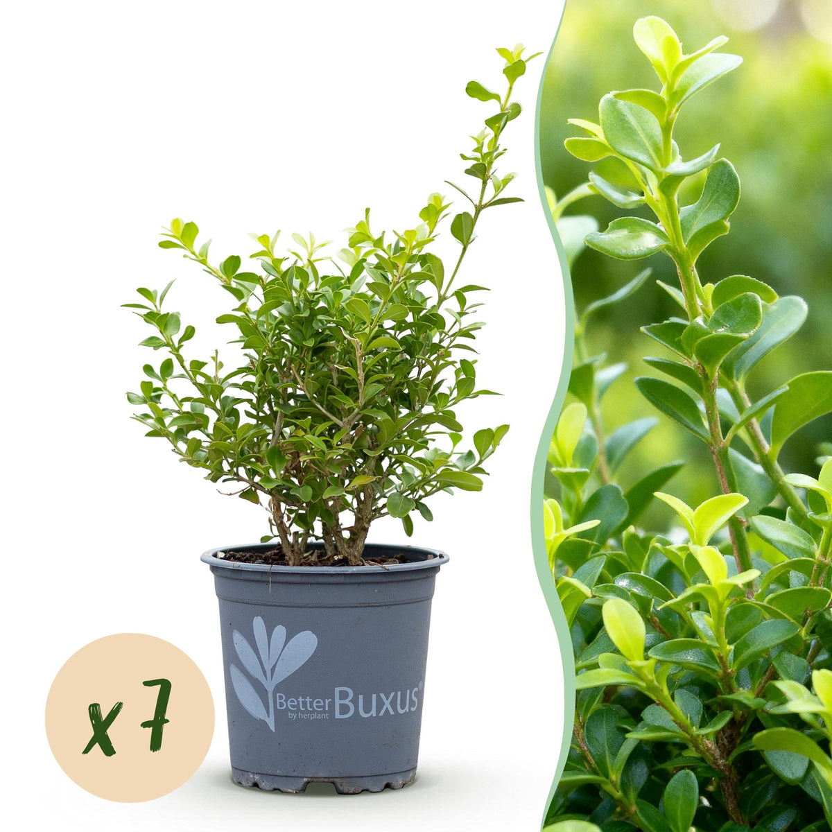 Buxus – 7 Pflanzen, Ø 11 cm, 25–30 cm hoch
