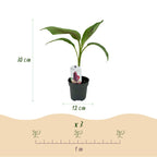 Musa sikkemensis 'Red Tiger' (banana plant) – 4 plants, Ø12 cm, 30 cm high