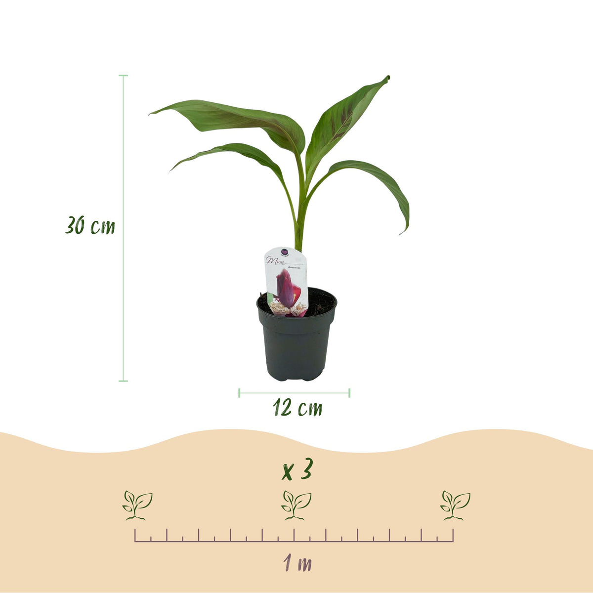 Musa sikkemensis 'Red Tiger' (banana plant) – 4 plants, Ø12 cm, 30 cm high – photo 3