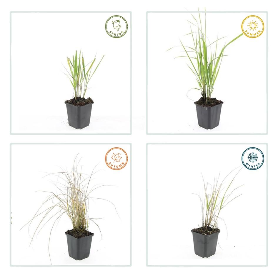 Calamagrostis acut. 'Karl Foerster' (stipe) – 24 plants, Ø9 cm, 10–25 cm de haut – photo 5