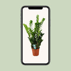 Zamioculcas (plante ZZ) – Ø21 cm, 75 cm de haut – art. 22455