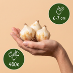 Druifhyacint 'White Magic' – 400 bloembollen (bolmaat 6/7)