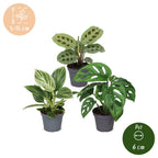 3× Coffret surprise de plantes d’intérieur – Ø 6 cm, 5–15 cm de haut