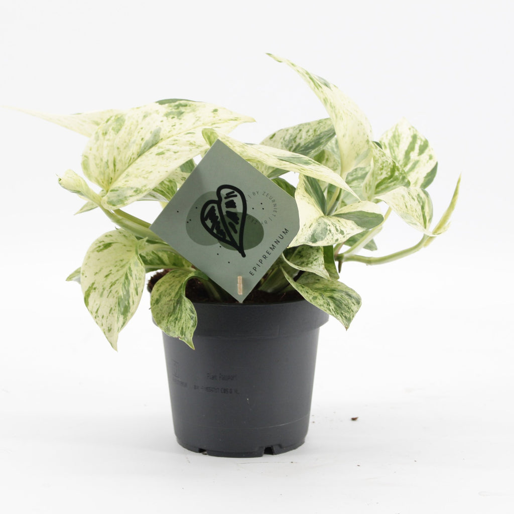 Epipremnum Snow Leopard (scindapsus) – Ø12 cm, 25 cm hoch
