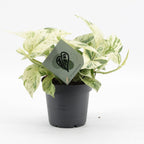Epipremnum Snow Leopard (scindapsus) – Ø12 cm, 25 cm hoch