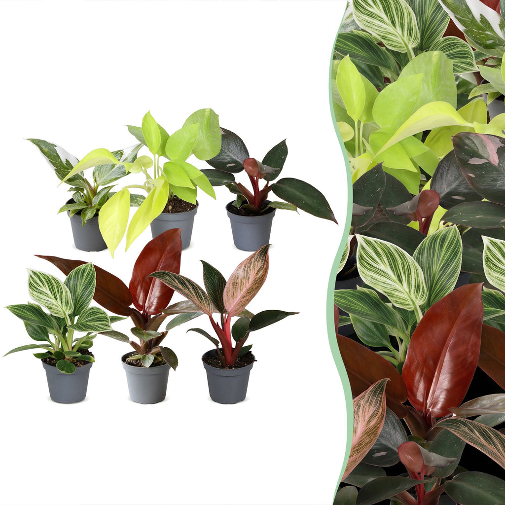 6× Philodendron bébé Family – Ø6 cm, 10–15 cm de haut