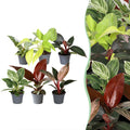 6× Philodendron bébé Family – Ø6 cm, 10–15 cm de haut
